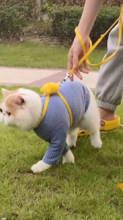 加菲最新爆料新闻事件,揭秘娱乐圈惊人内幕